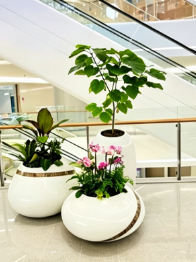 镇海绿植租摆展示-余姚花卉租赁装饰-江北花卉租摆选择-杭州湾花卉租赁合同模板